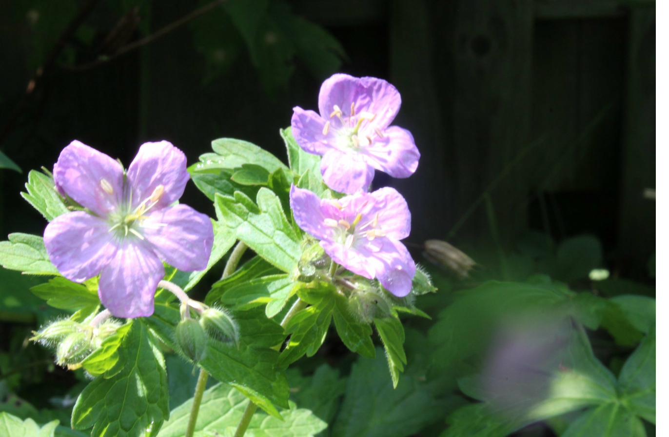 Wild geranium blooms in a shade garden