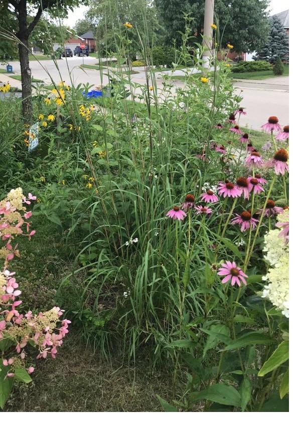 Native coneflowers and grasses in a front yard pollinator garden