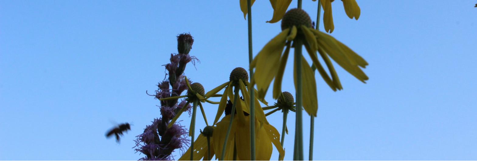Pollinators visiting native wildflowers against a blue sky