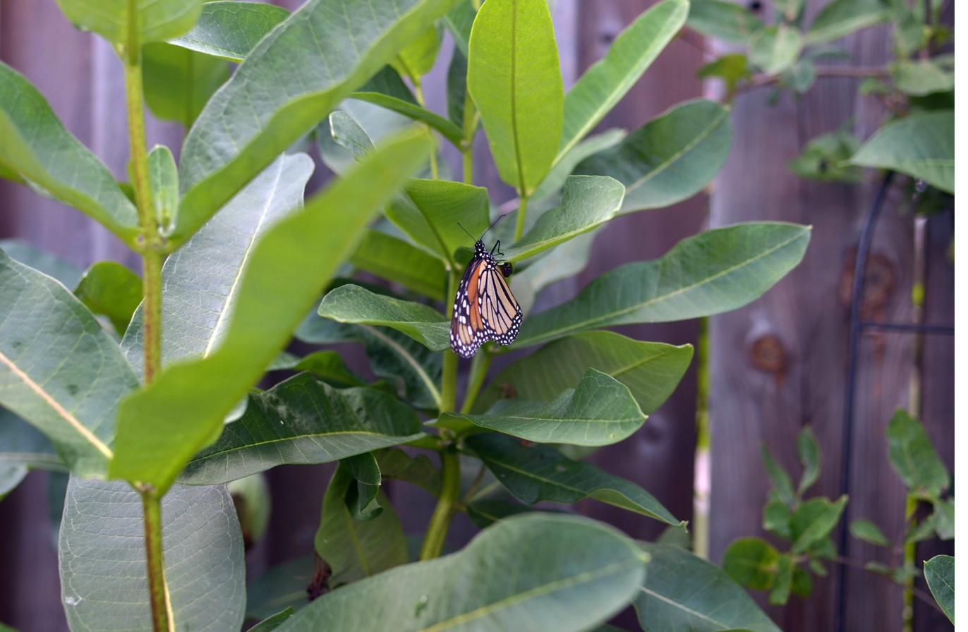 Monarch butterfly resting on milkweed leaves
