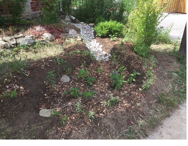 A newly installed rain garden with native plantings and river stone