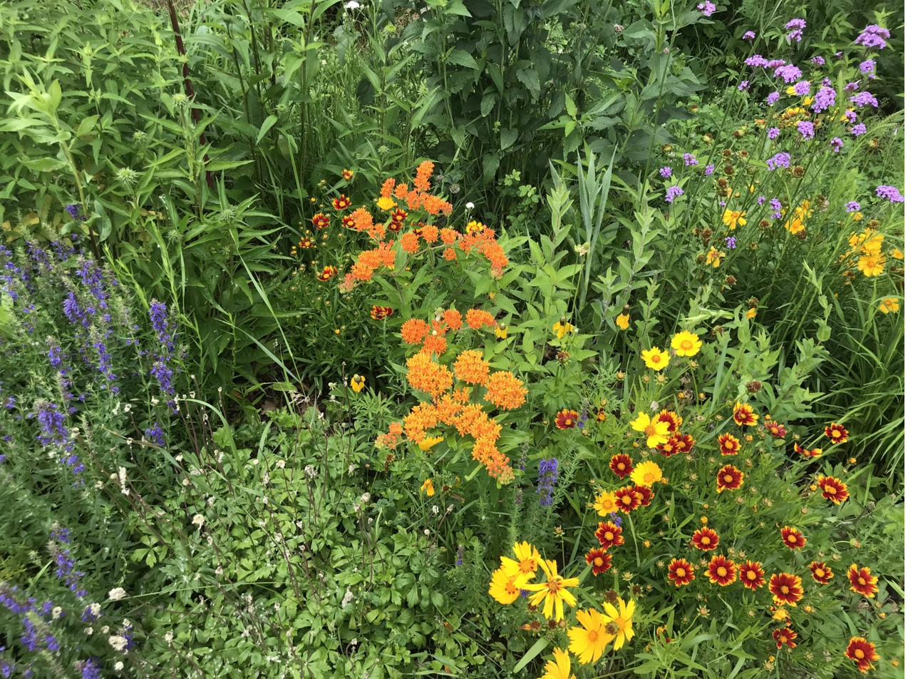 Butterfly weed and coreopsis in a native perennial border